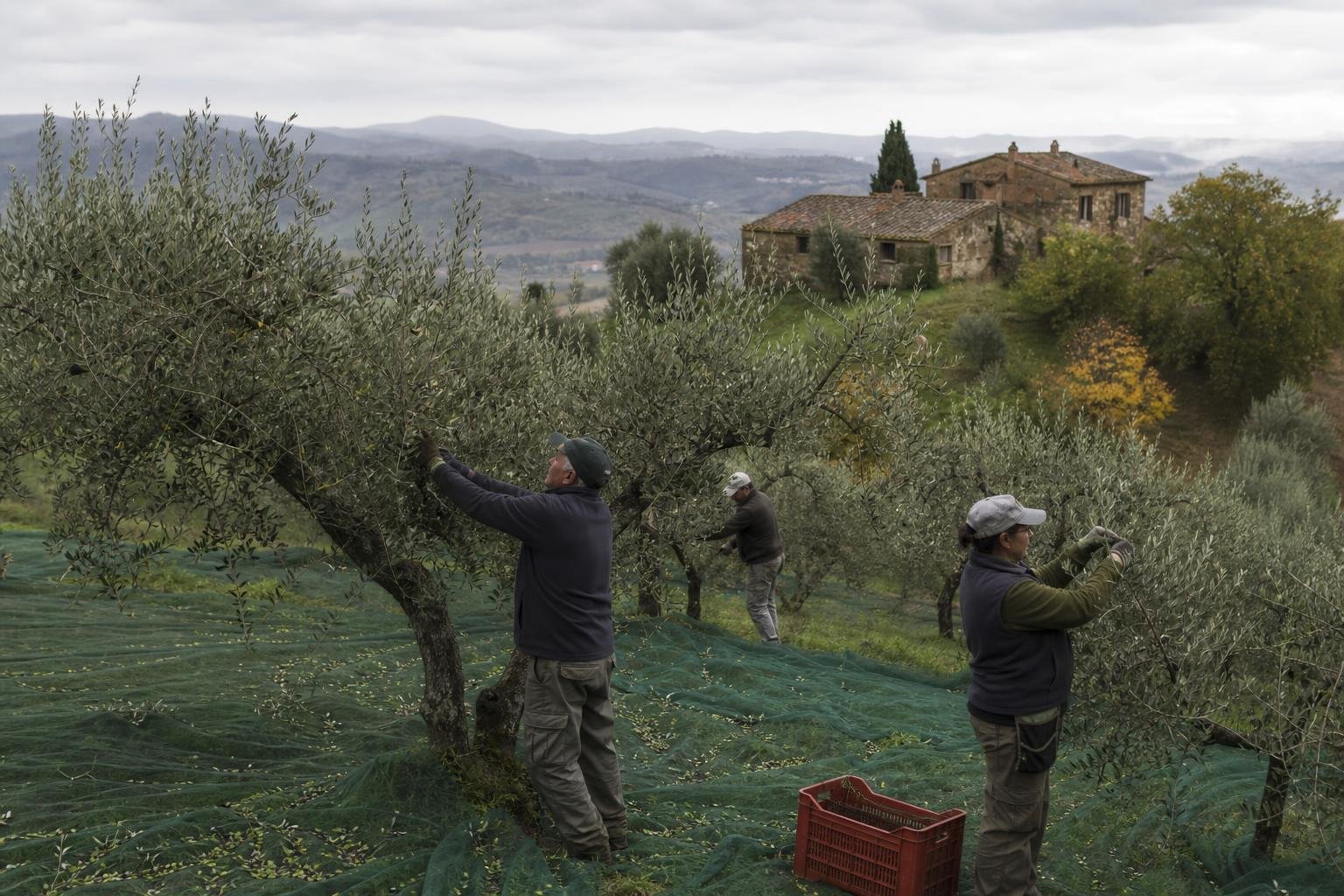 Tuscan olive grove at harvest time, workers hand-picking olives from low gnarled trees on a hillside, morning overcast light, documentary wide shot, stone farmhouse visible in background, no text or logos